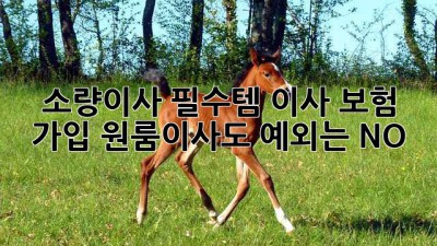 소량이사 필수템🚨 이사 보험 가입? 원룸이사도 예외는 NO! 🛡️